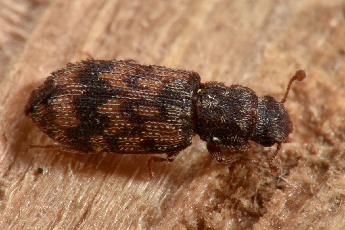 Zopheridae: Synchita sp.